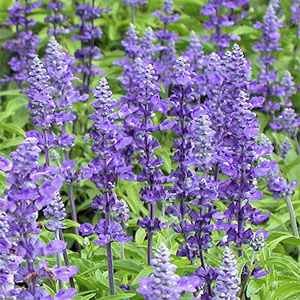 Outsidepride Salvia Blue Victory - 1000 Seeds Outsidepride Salvia Blue Victory - 1000 Seeds