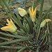 Close-Up of Zucchini Plants (Cucurbita Pepo) Photographic Poster Print by A. Moreschi, 16x16