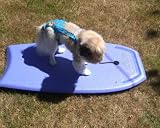 Joybies Shoot-the-Tube Turquoise Aloha Piddle Pants(tm) for XXX Large Male Dog (Measuring 30-32 From Collar to Base of Tail)