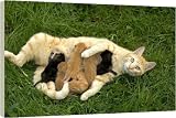 Box Canvas Print of Cat - ginger tabby with kittens suckling from Ardea