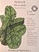 Certified Organic Spinach Bloomsdale Heirloom Seeds