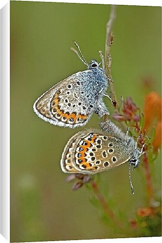 Canvas Prints of Butterfly from Country Life 