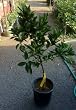 Dwarf "Smith" Red Blood OrangeTree , Five Gallon Container