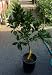 Dwarf "Smith" Red Blood OrangeTree , Five Gallon Container