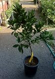 Dwarf "Smith" Red Blood OrangeTree , Five Gallon Container