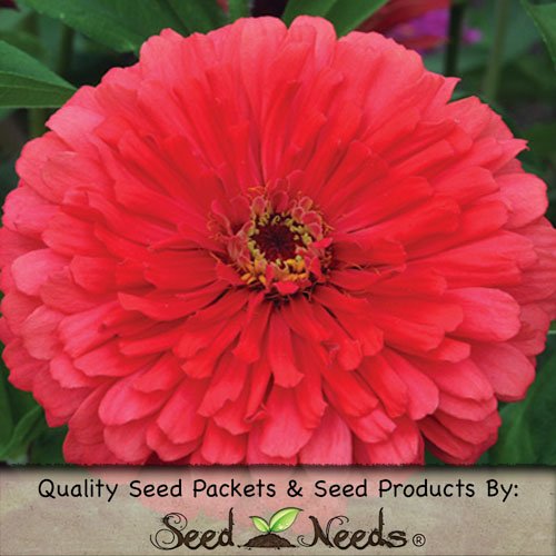50 Seeds, Dahlia Flowered 