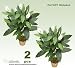 TWO 3' Artificial Spathiphyllum Silk Plants, with No Pot