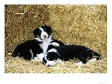 Border Collie Animals Photographic Poster Print by Mark Hamblin, 24x18