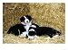 Border Collie Animals Photographic Poster Print by Mark Hamblin, 16x12