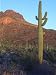 Sonoran Desert Scene with Saguaro Cactus Photographic Poster Print by George Grall, 9x12