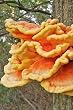 Chicken Of The Woods Mushroom Mycelium Plug Spawn - 100 Count - Grow Edible Gourmet Fungi On Trees & Logs From Spores