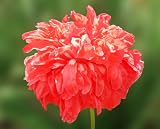 51qF9buX6RL. SL160  50 Poppy Flower Seeds. Burnt Orange Poppies. Papaver.