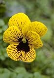 Angel Tiger Eye Hardy Violet-25 Seeds-Viola-New Color