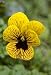 Angel Tiger Eye Hardy Violet-25 Seeds-Viola-New Color