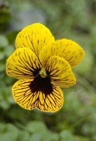 Angel Tiger Eye Hardy Violet-25 Seeds-Viola-New Color