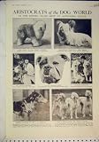 1925 KENNEL CLUB DOGS ALEXANDRA PALACE BULLDOG AFGHAN