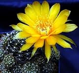 Easter Lily Cactus 20 Seeds - Lobivia mix - Echinopsis