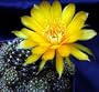 Easter Lily Cactus 20 Seeds - Lobivia mix - Echinopsis