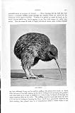Natural History 1895 Kiwi Feeding Flightless Birds Moa