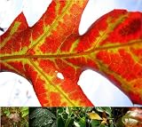 Miette Michie Photography Note Cards: Leaves