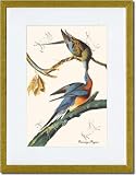 Gold Framed/Matted Print 17x23, Passenger Pigeon