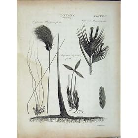 Usine d'Herbe de Papyrus de Botanique de Britannica d'Encyclop�die