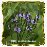 1 Lb Blue Vervain (Verbena hastata) Bulk Wildflower Seeds