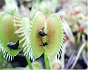CARNIVOROUS PLANT - VENUS FLY TRAP