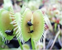 CARNIVOROUS PLANT - VENUS FLY TRAP
