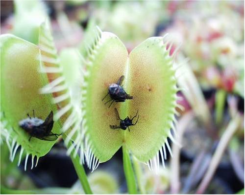 Childrens Toyshop  Outdoor Living : CARNIVOROUS PLANT - VENUS FLY TRAP