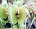CARNIVOROUS PLANT - VENUS FLY TRAP
