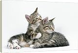 20 Inch Box Canvas (51cm) CAT - Tabby kittens, one grooming the other by Ardea