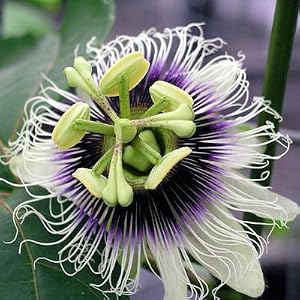 Passion Fruit Bulk 100 Seeds