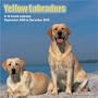 Yellow Labradors 2010 Wall Calendar