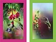 Double Deck Bridge Playing Cards - Hummingbirds
