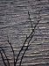 Tree Branches Silhouetted Against Lake Victoria, Kisumu, Kenya Photographic Poster Print, 18x24