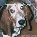 Search : Also Sprach Bassethrustra
