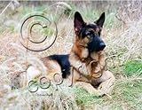 NEW! German Shepherd Tan/Black Mousepad Barbara Augello Collection