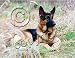 NEW! German Shepherd Tan/Black Mousepad Barbara Augello Collection