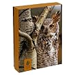 Pomegranate Sierra Club Owls Standard Boxed Note Card Set (Pack of 2)