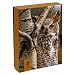 Pomegranate Sierra Club Owls Standard Boxed Note Card Set (Pack of 2)