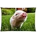 SIXSTARS Little Lovely Cute Baby Pig Cover for Roomy Zippered Pillowcase 30x20-Inches (One Side)