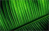 canvas Banana leaf detail from Antsiranana. in size: 30 x 20 cm by O. Cirendini