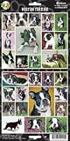 Pet Qwerks S8 Boston Terrier Dog Sticker
