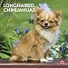 Chihuahuas, Longhaired 2012 Square 12X12 Wall Calendar by BrownTrout Publishers Inc