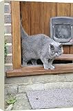 Box Canvas Print of JD-20761 CAT. walking out of back door from Ardea