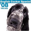 English Cocker Spaniel 2008 Square Wall Calendar (German, French, Spanish and English Edition)