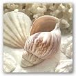 Coral Shell II by Donna Geissler 12"x12" Art Print Poster