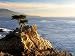 Lone Cypress Tree - 24"W x 18"H - Peel and Stick Wall Decal by Wallmonkeys