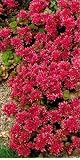 Eigenschaften Dachstauden  / Sedum spurium 
